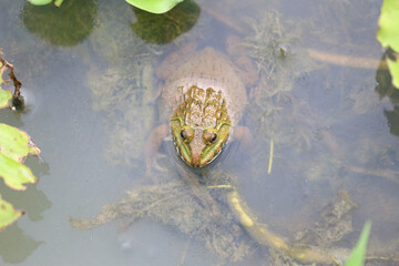 Close-Up of a Frog in a Pond Surrounded by Green Vegetation
