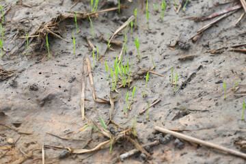 Fresh green sprouts rice from the wet soil.