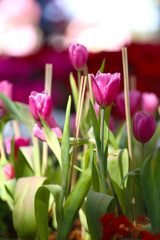 Pink tulips are blooming in a flower bed surrounded by colorful flowers.