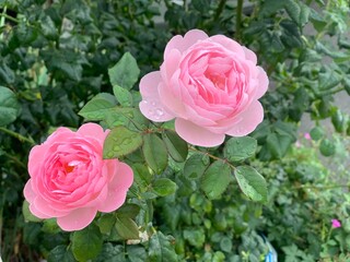 roses roses