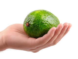 A vibrant green avocado rests gently within an open hand