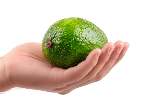 A vibrant green avocado rests gently within an open hand