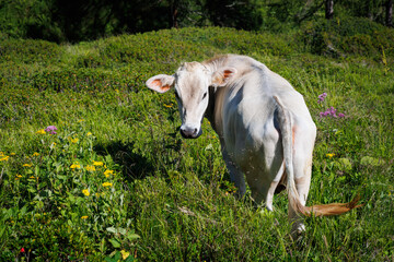 Cows grazing in the Dolomites in Italy