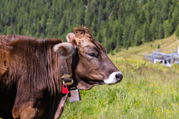 Fototapeta premium Cows grazing in the Dolomites in Italy