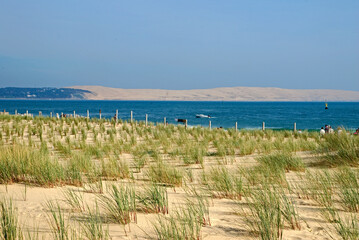 Ammophila arenarie, Oyat, Site prot&eacute;g&eacute; restauration des dunes. Cap Ferret, 33, Gironde, France