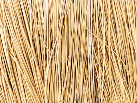 Closeup of dry yellow broomstraws natural abstract background pattern