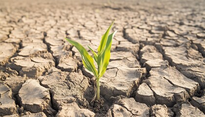 A resilient green plant emerges through dry, cracked earth, symbolizing survival and growth under harsh environmental conditions.