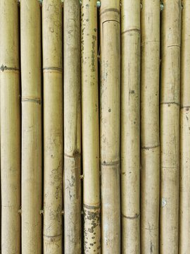 Detail of weathered bamboo barrier made of tall bamboo poles side by side