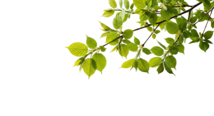 Young, healthy tree branches with abundant, fresh, vibrant green, tender leaves and dewy appearance, studio shot on a transparent background with extensive copy space, soft diffused natural light,