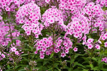 Fototapeta premium Phlox paniculata pink, Botanical School Garden Hannover, Germany.