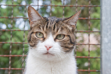Porträt einer Hauskatze im Katzengehege