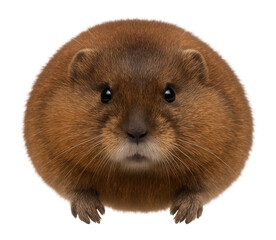 Lemming with round body, short limbs, and dense brown fur