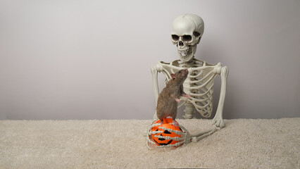 A human skeleton, an orange pumpkin and a brown rat.