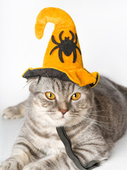 Scottish fold cat orange hat Halloween party decoration pet