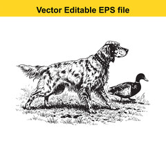 Obraz premium English Setter Vintage Black & White Hunting Dog Illustration with Muller Duck – Standing, Jumping, and Hunting Pose