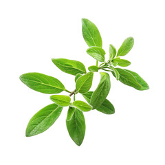 Fototapeta premium Fresh oregano sprigs, vibrant green leaves
