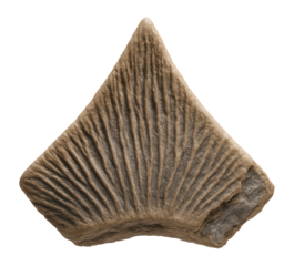 Stegosaurus dorsal plate with triangular shape and grooved surface
