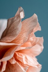 Closeup of delicate peach flower petals