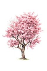 Tree blossom flower plant.