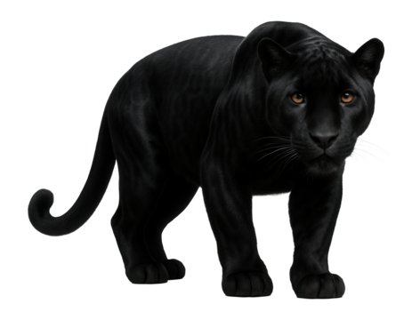 Melanistic jaguar featuring uniformly dark fur with faint rosette patterns