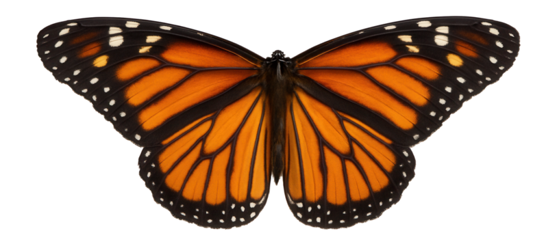 Monarch butterfly wing showing orange and black pattern with white spots