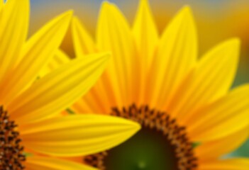 sunflower on a yellow background