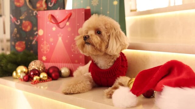 a Maltipoo dog wearing a Santa hat and a red sweater with New Year's gifts