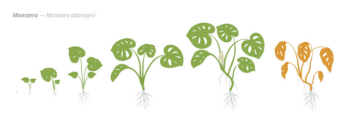 Growth stages of Monstera plant from seed to maturity