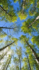 Forest canopy view upwards