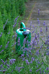 Watering can in garden