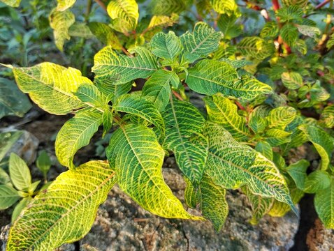 Bloodleaf plant (Iresine herbstii) in outdoor garden 