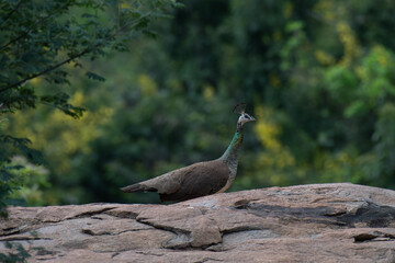 Beautiful Indian peacock perched on a rock surrounded by lush green foliage. Vibrant blue neck and...
