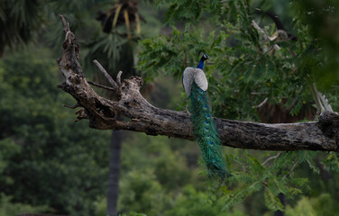 Beautiful Indian peacock perched on a tree branch surrounded by lush green foliage. Vibrant blue...