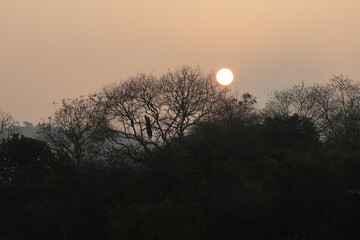Silhouette of a peacock perched on a bare tree branch against a misty sunrise background.