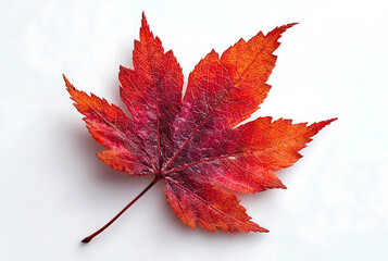 Vibrant red and orange maple leaf with detailed veins on white background autumn fall