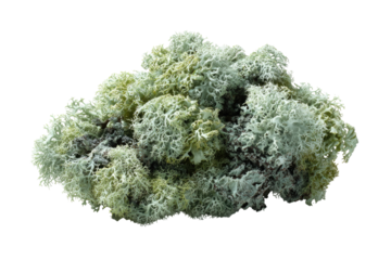 Close-up of a cluster of vibrant, textured lichen.  Pale green, white, and muted gray tones create a visually interesting, slightly fuzzy cloud-like shape