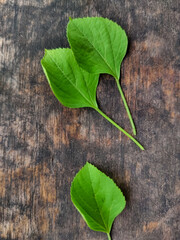 wild plant leaf decoration on a wooden board