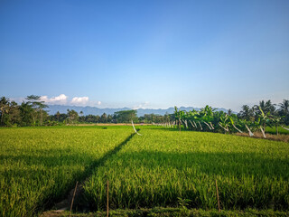 beautiful landscape of green rice fields with mountains and clear blue sky in the background