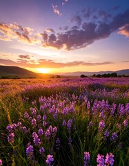 Lush purple flower field at sunrise