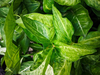 Close-up of lush green tropical leaves with natural texture and lighting. Fresh foliage background ideal for nature, garden, or eco-themed concepts.