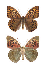 Butterfly. The cardinal (Argynnis pandora) isolated on white