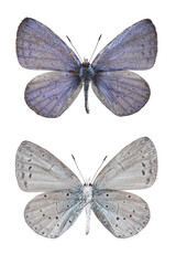 Butterfly. The holly blue (Celastrina argiolus) isolated on white