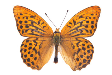 Butterfly - The silver-washed fritillary (Argynnis paphia) isolated on white