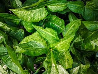 Close-up of lush green tropical leaves with natural texture and lighting. Fresh foliage background ideal for nature, garden, or eco-themed concepts.
