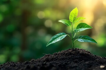 Young plant growing on soil in soft light