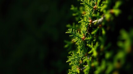 Fototapeta premium Green juniper leaves are lit by sunlight on the right side of a dark background