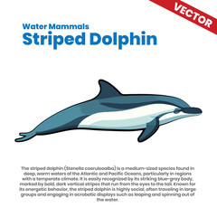 Striped Dolphin Vector Art Illustration. A dynamic vector art of the striped dolphin, easily identified by its blue-gray body marked with striking vertical stripes.