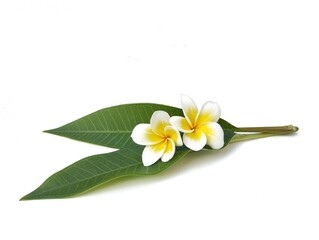 Beautiful frangipani flowers and leaf (plumeria alba) isolated on white background. Botanical...