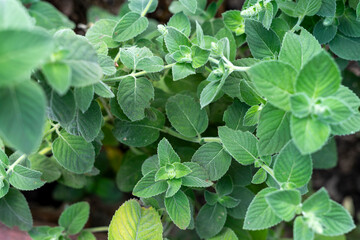 close up of a mint plant