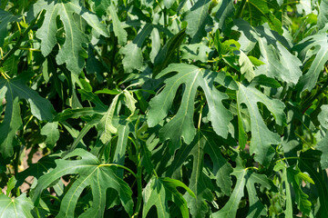 Obraz premium green fig leaves